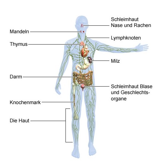 blogartikel-mit-gesundem-schlaf-immunsystem-staerken-abbildung-lymphsystem